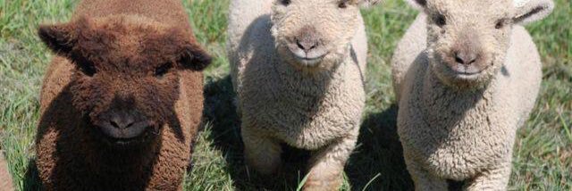 dope fiend killa g banner