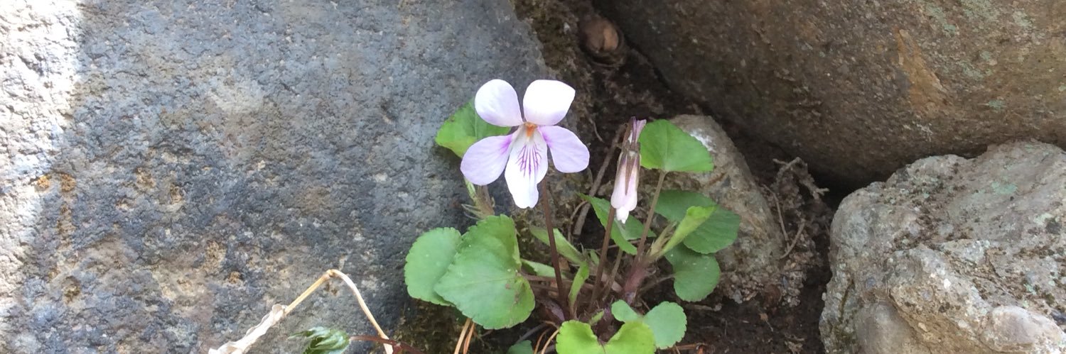 たどり（ルフィー） banner