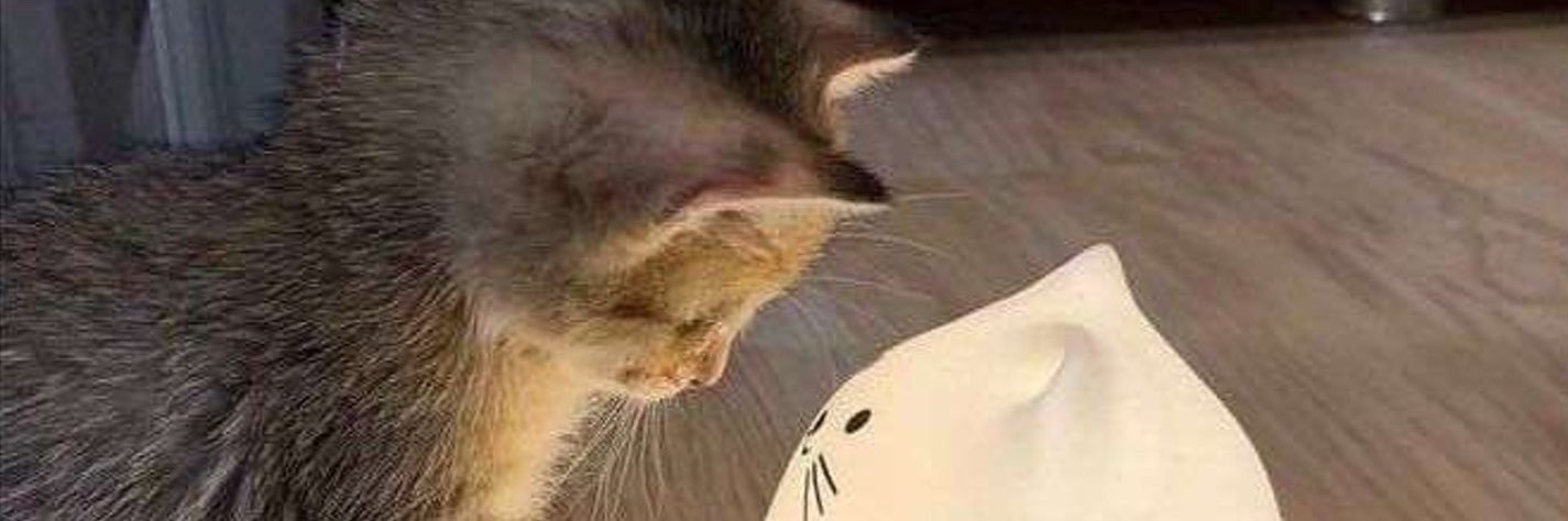 hardestcats's profile banner image