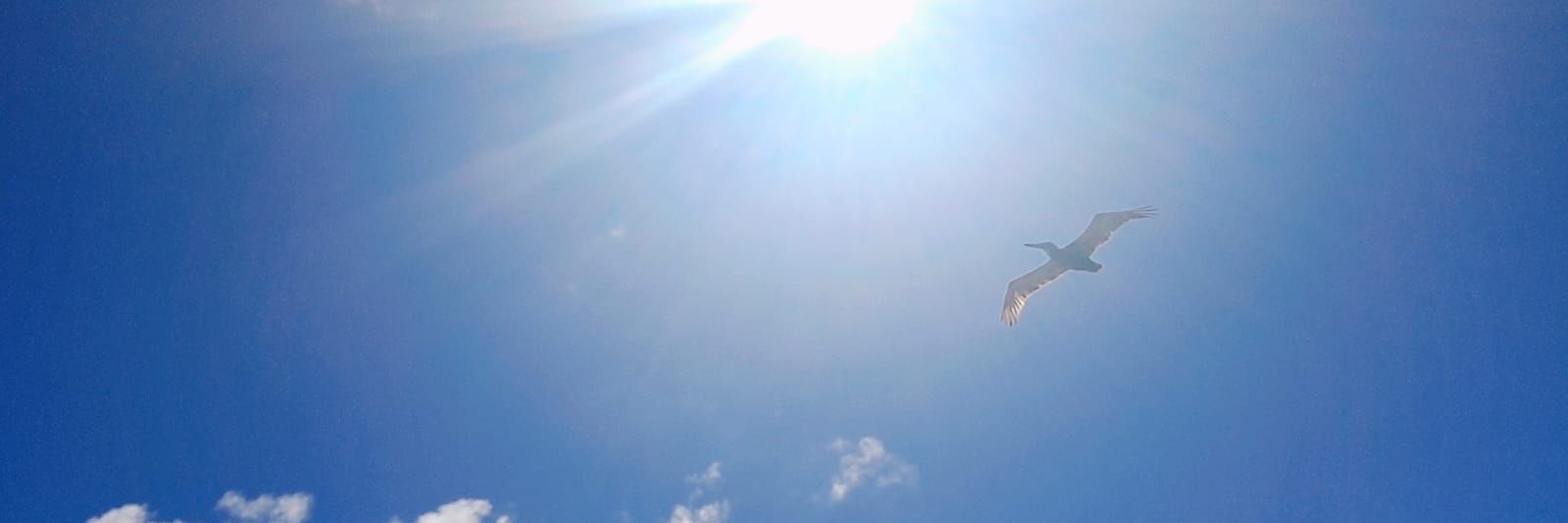 Luis R. López banner