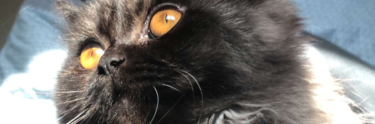 iDarkLucas's profile banner image