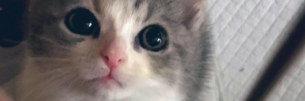 pekepon0's profile banner image