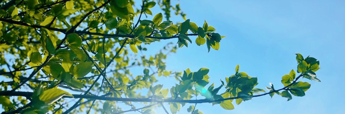 いずむ🍃𓂃 𓈒𓏸 banner