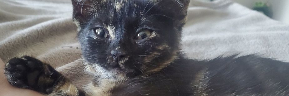 froggbabe's profile banner image