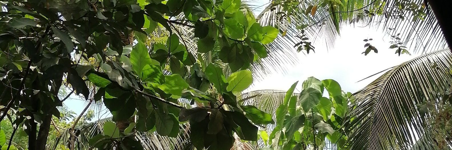 ronnellangito's profile banner image