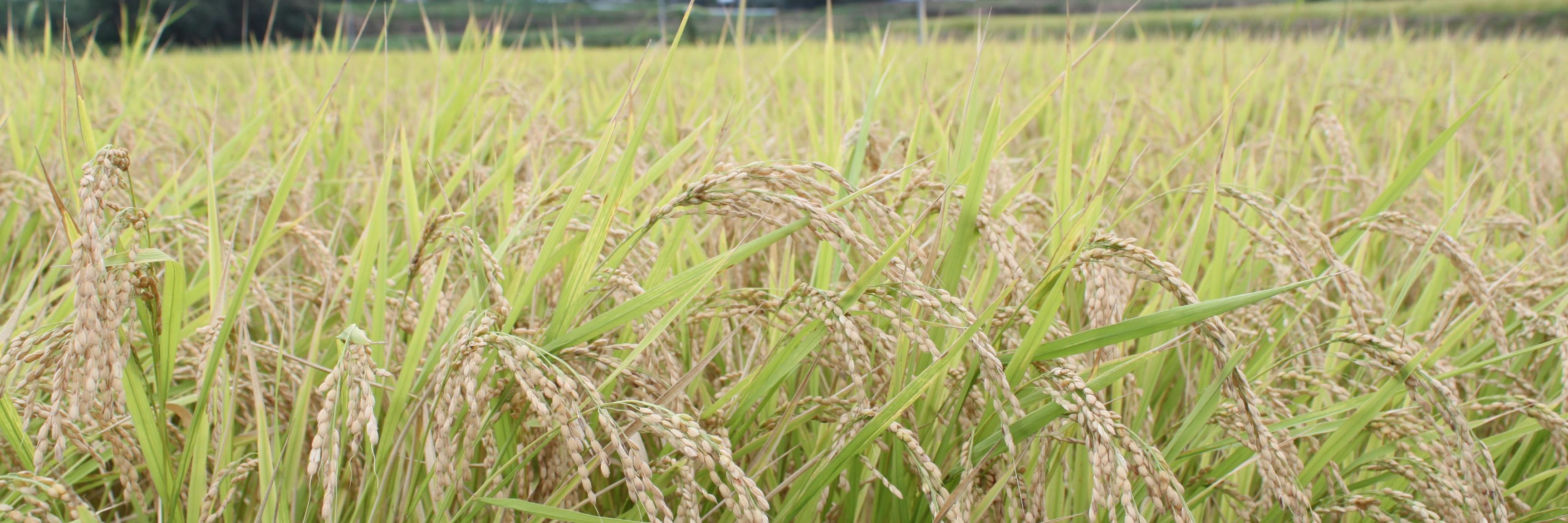 福島県国見町 banner