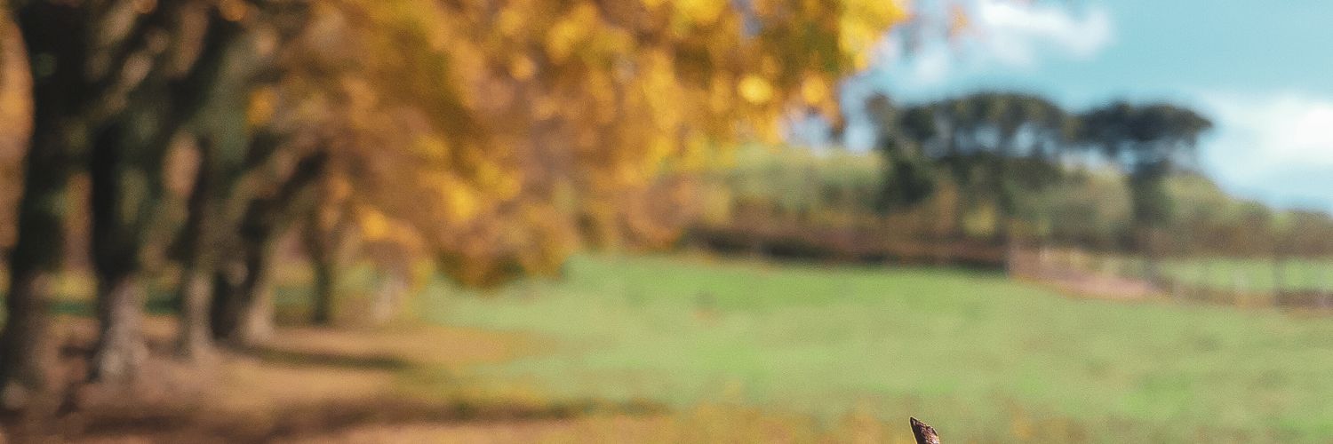 MisterConfusion's profile banner image