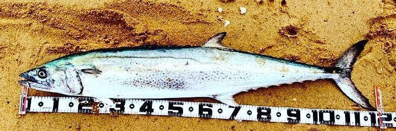 shoreangler22's profile banner image