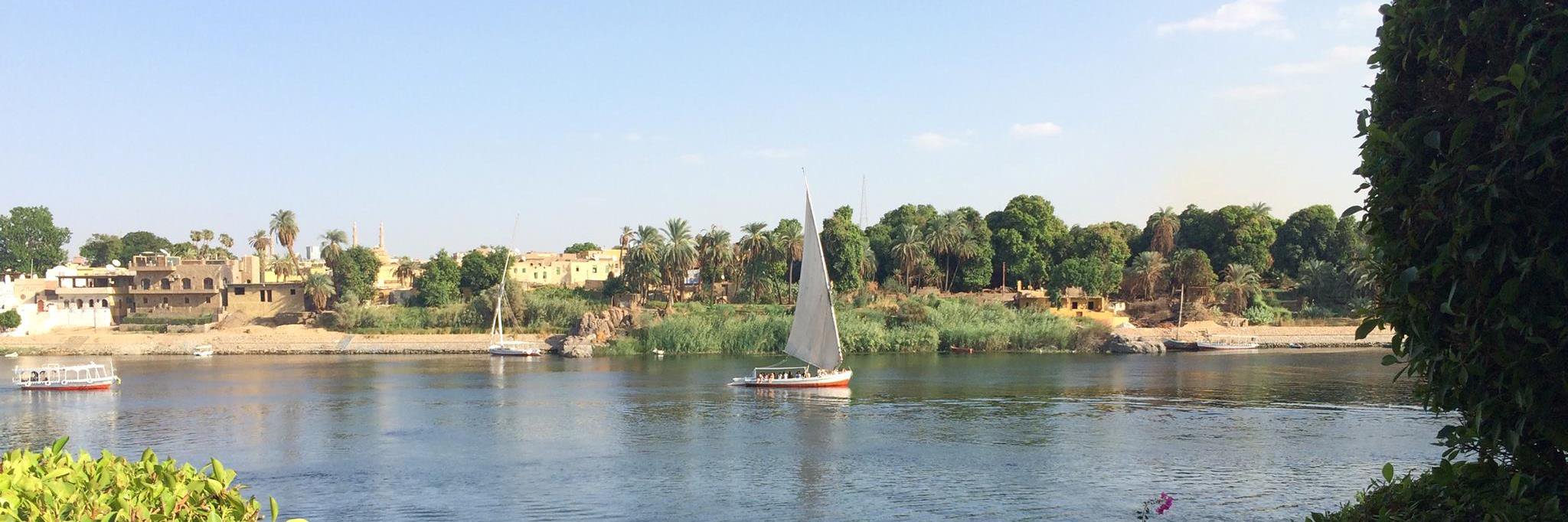 Dr Ffion Curtis banner