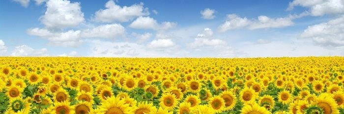 radekpinc's profile banner image