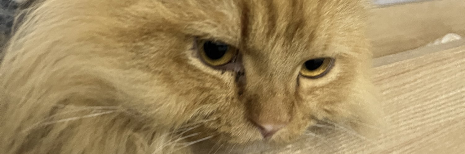 egglazys's profile banner image
