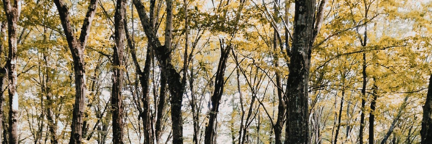 SCelik__'s profile banner image
