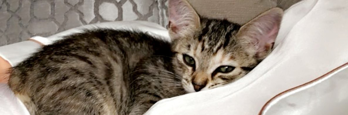 lizmaher89's profile banner image