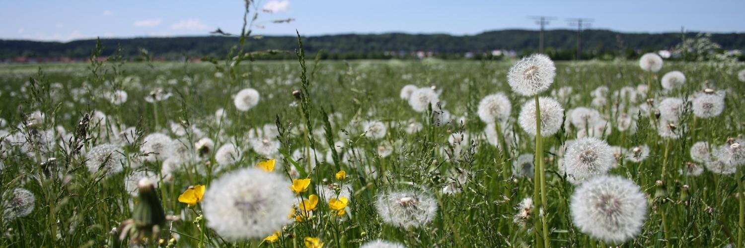 Absolut Relax banner