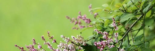 ARABICK(互fo）相互フォロー banner