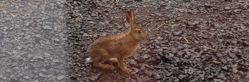 lepuseuropaeus's profile banner image