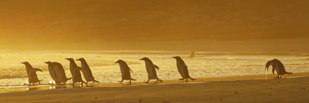 SangOpick's profile banner image