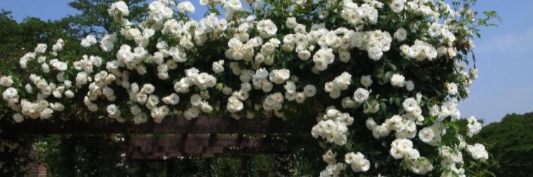destlooloo's profile banner image