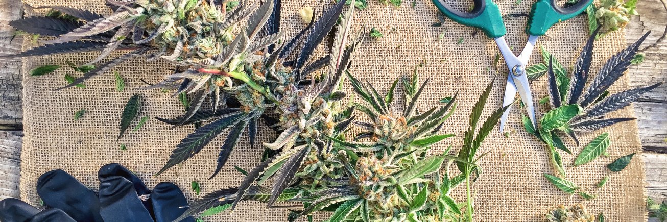 CannabalC's profile banner image