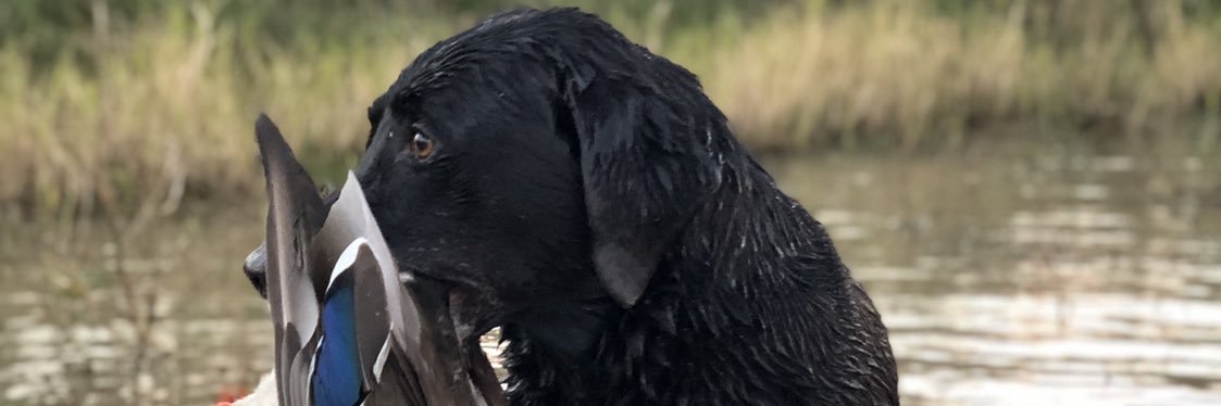 Seth Forestier banner