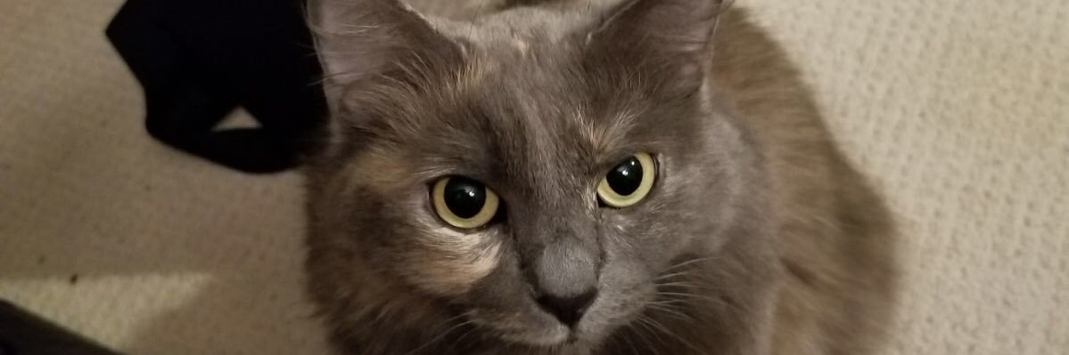 Kiwiana Kitty banner