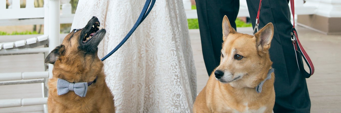 WellForFoxSake_'s profile banner image