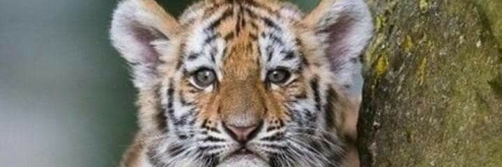 Aakashswain's profile banner image