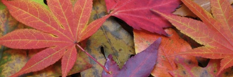 literaryChick6's profile banner image