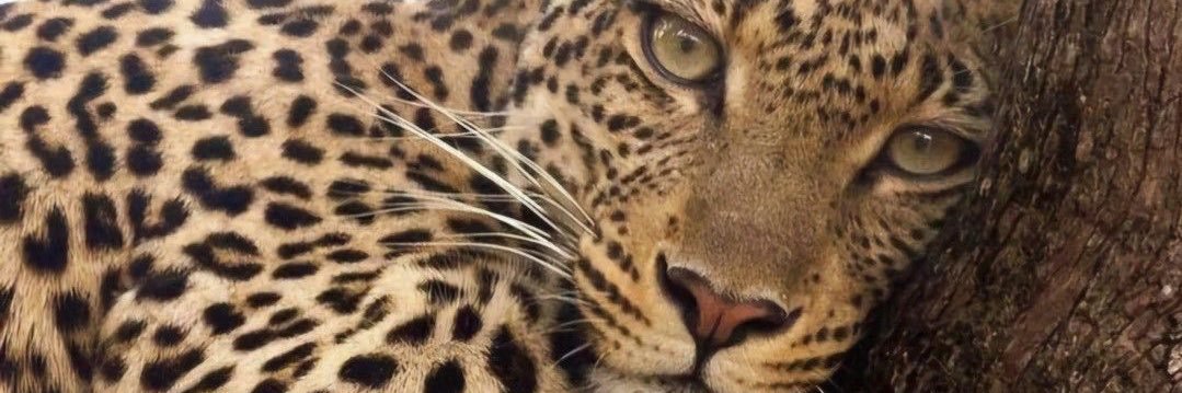 haaleeigh's profile banner image