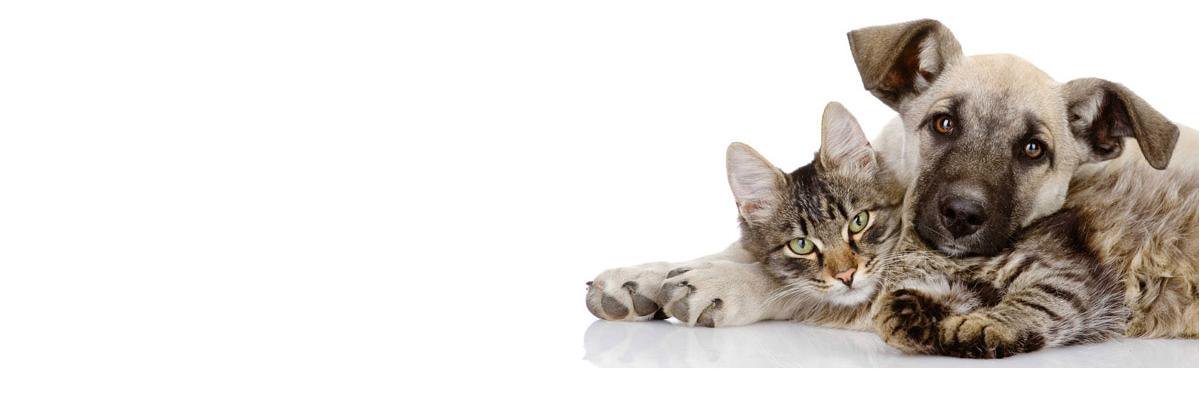 Care4Paws's profile banner image