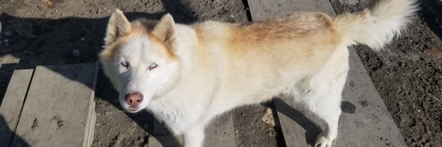 natievman's profile banner image