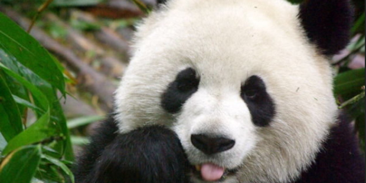 Geraldine McGinnity banner