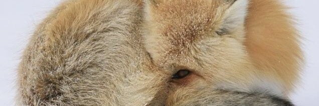 Ninjamamut's profile banner image