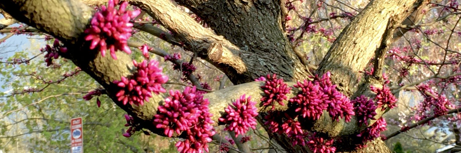 eliz_avery's profile banner image
