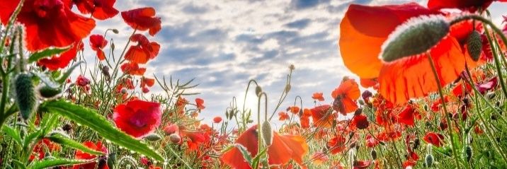 North West Fire Control banner