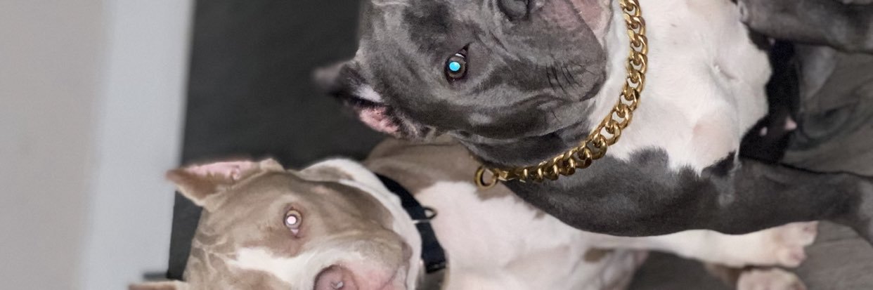 mixedbreeeeed's profile banner image