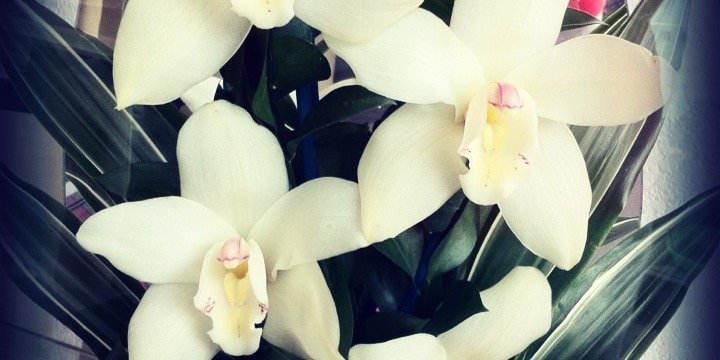 SiaRi_'s profile banner image