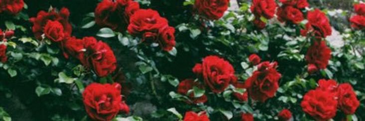 choconyaang's profile banner image
