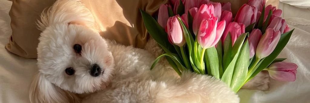 zvrvmrn's profile banner image