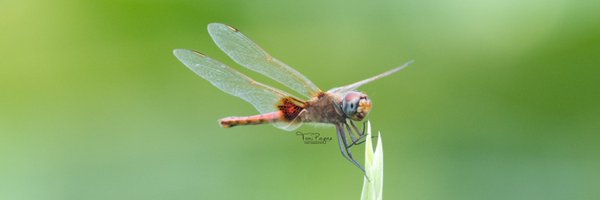 tonipayne Profile Banner