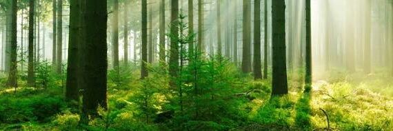 ShehzadShakeeb's profile banner image
