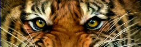 jerialvarez's profile banner image