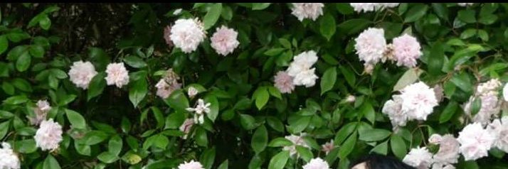 Betty_sb's profile banner image