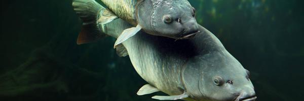 botln Profile Banner