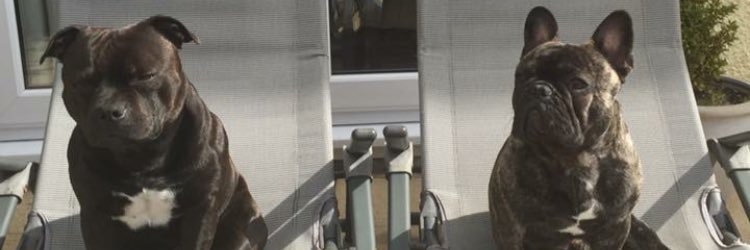 Jordan Williams banner