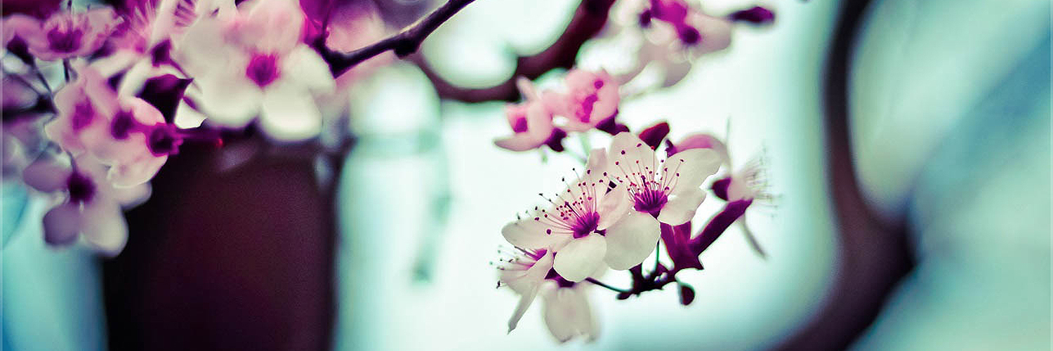 Jimena Vicario Gallicchio   banner