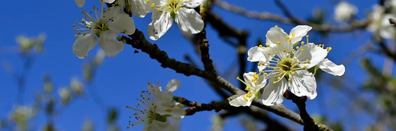 Caroline Butterwick banner