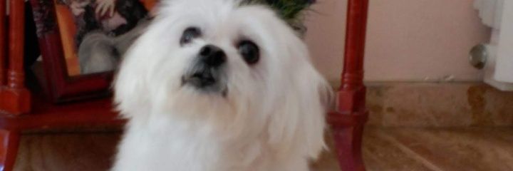 marinadonate's profile banner image