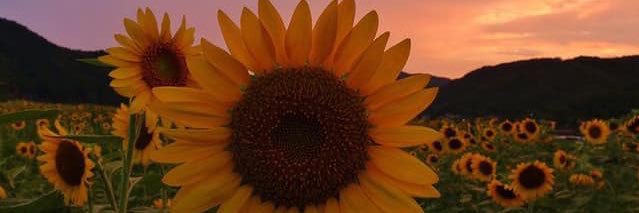hjschmit's profile banner image