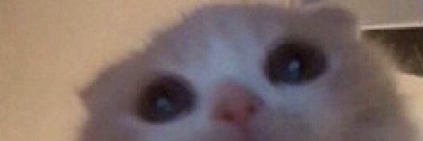 urfavcatpage Profile Banner